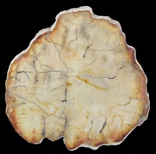 Petrified Wood (Araucaria) Slice - Madagascar #41392